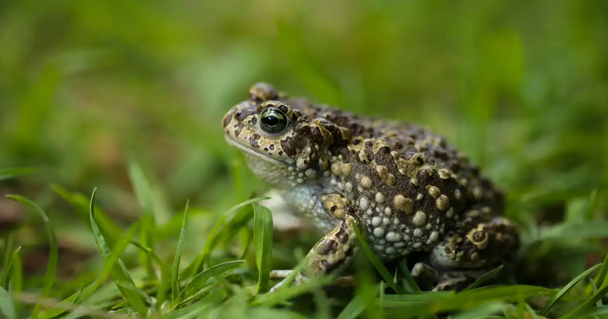 Toad