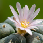 Exploring the Sacred Medicine of Peyote: An Ancestral Gift of Healing and Spiritual Insight