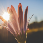 Honoring the Sun: Connecting with Solar Energies