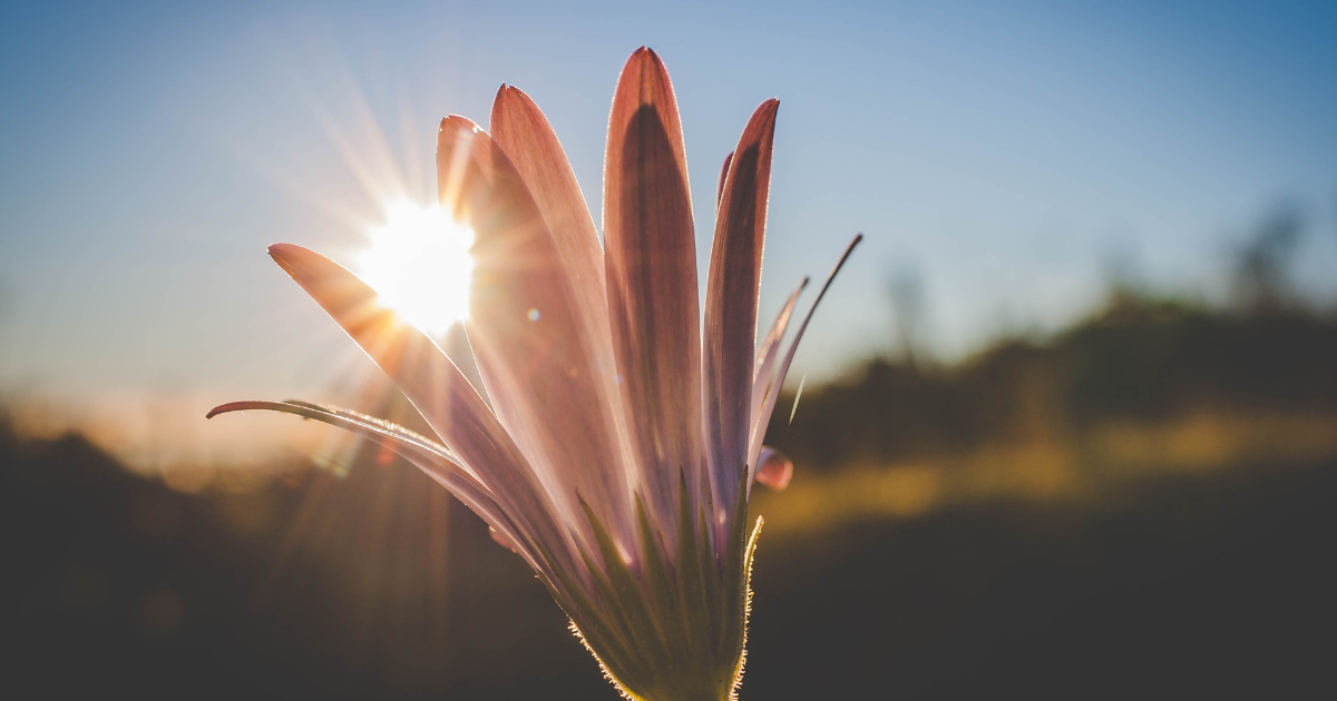 Honoring the Sun: Connecting with Solar Energies