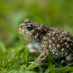 Beyond Boundaries: Exploring the Mystical Realm of Toad Alvarious