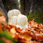 Exploring Entheogens: Bridging the Gap Between Spirituality and Science