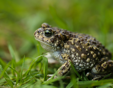 Toad