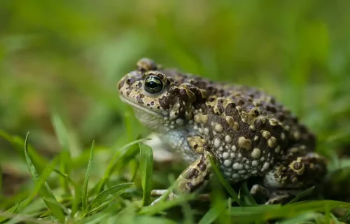 Toad