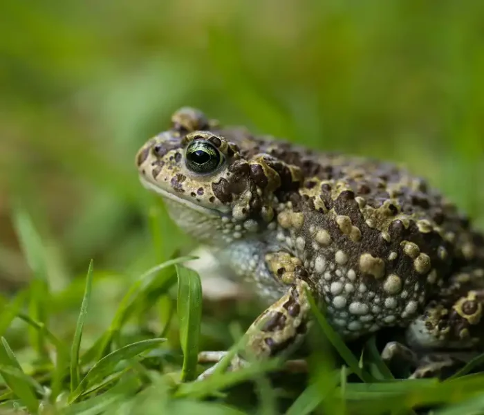 Toad